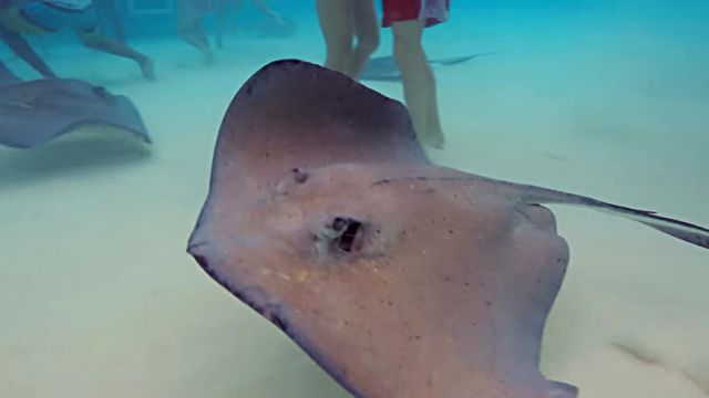 stingray2