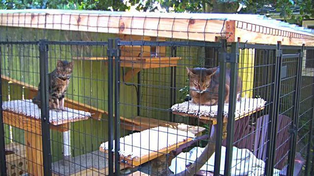CatEnclosure0