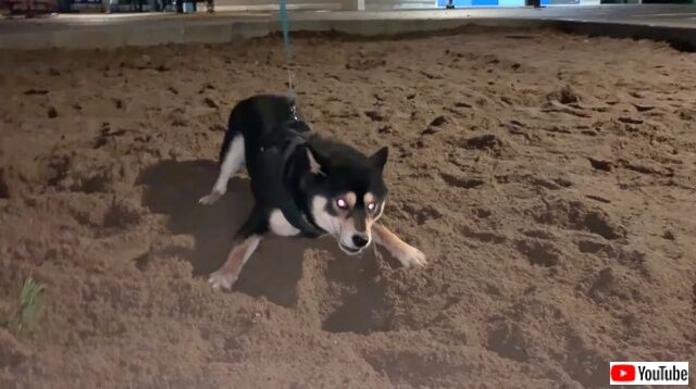 demonshibe4_640