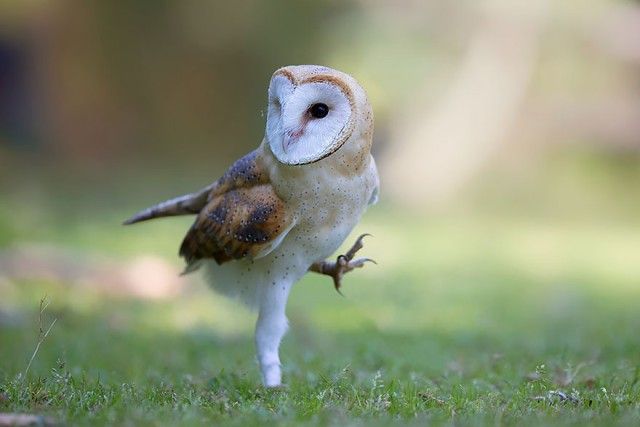 owl-photography-7__880_e
