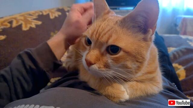 morethanpets8_640