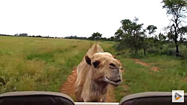 camel2