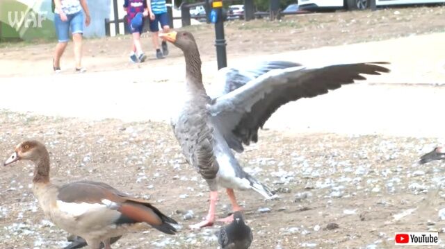 goose7_640