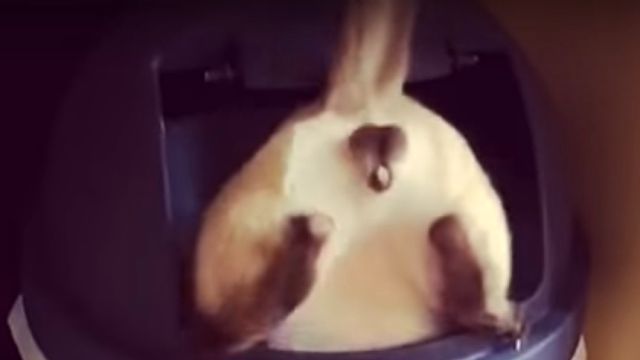 stuckcat2