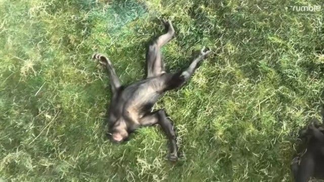 bonobo3_e