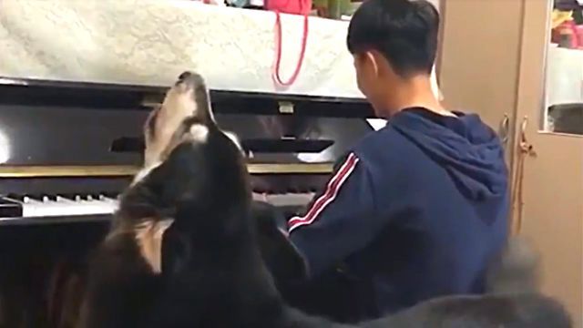 malamutesinging1