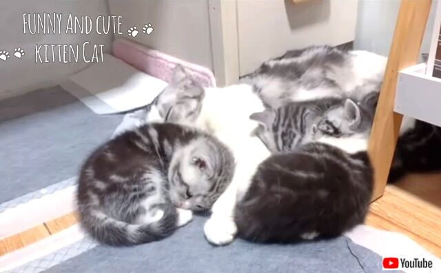 momnkittens4_640