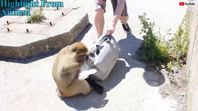 monkeythief5_640