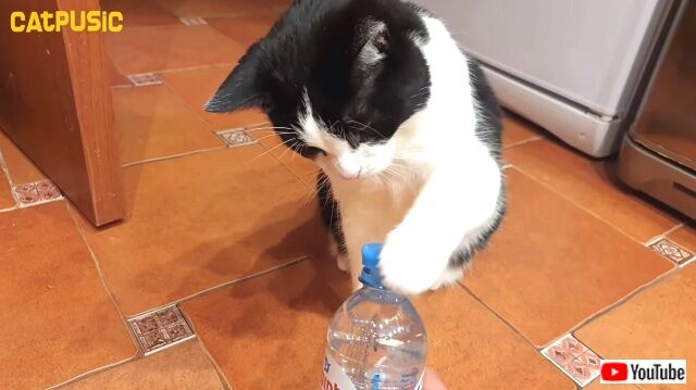 fluffybottleopener4_640