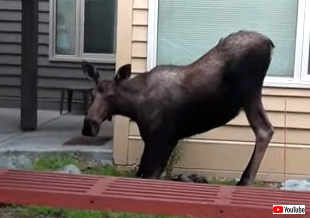 moosegrazes2_640