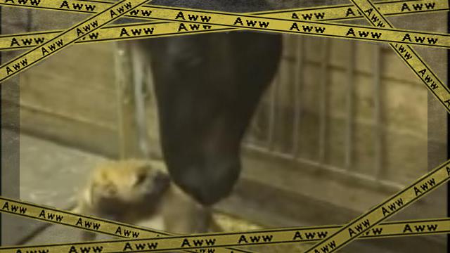 terrier [www-frame