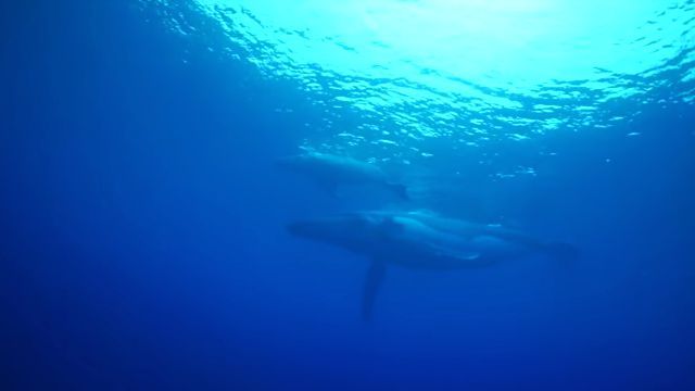 whaleneedshelp5