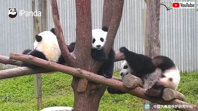 pandatrainswrestling3_640