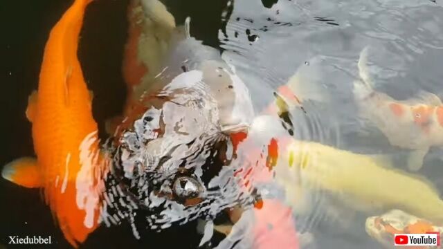 20220410_213658 (2)_batch