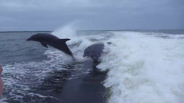 dolphincollision2