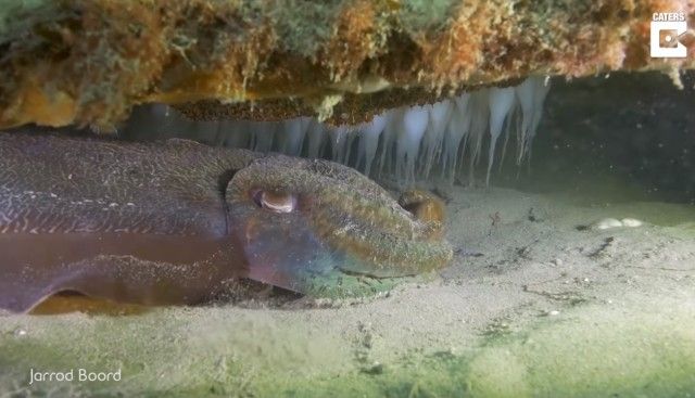 cuttlefish1_e