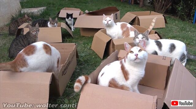 これってもう誰得？12匹の居候猫たちが8個のダンボール箱を全力で楽しむ様子がハッピー過ぎる