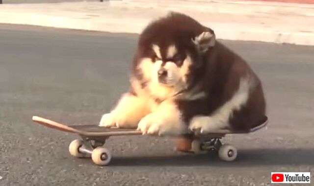 chubberpupperbois4_640