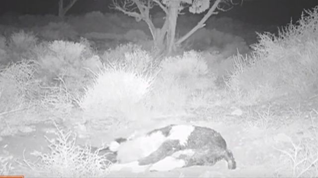 Badger7