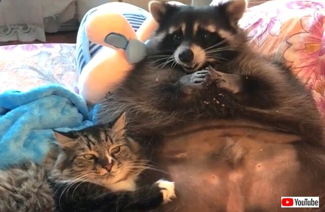 supersizedraccoon0_640