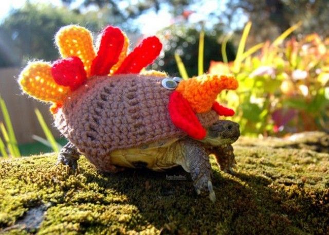 sweater-tortoise-turkey_e