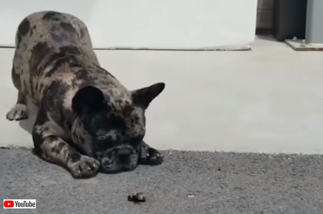 puppynkitten2_640