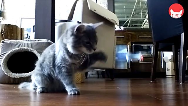 adorablecats1