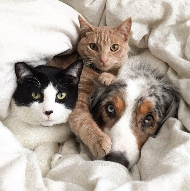catsndogs9_e