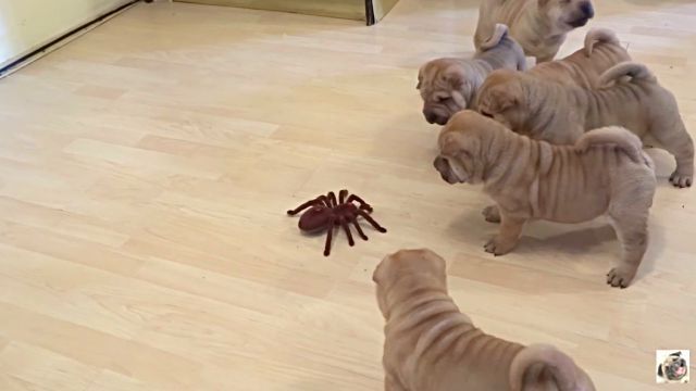 puppiesvsspider3