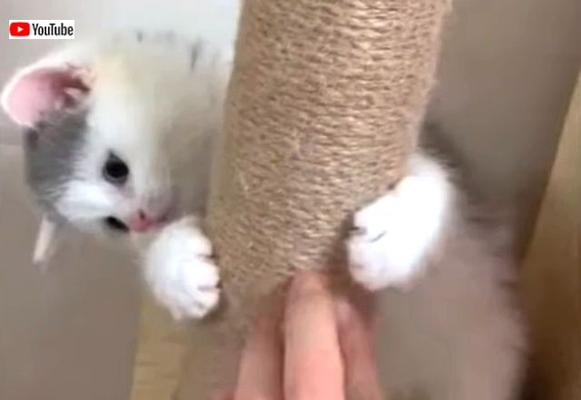 justcutditten2_640