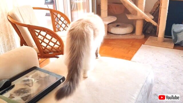 ragdollmeow6_640