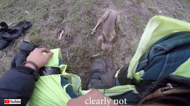 kangarooonbike6_640