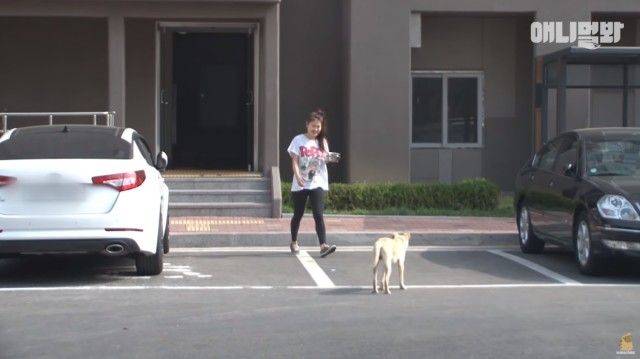 sbsdog8_e