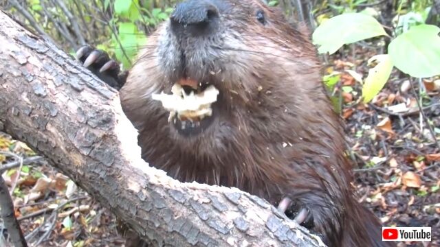 beaver5_640
