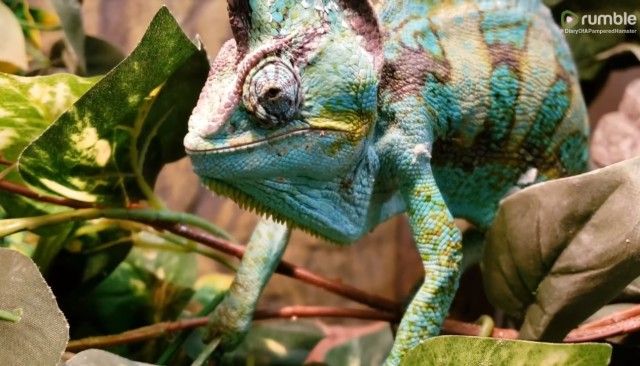 chameleon1_e
