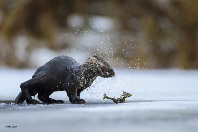 wildlife-photographer-of-the-year-70