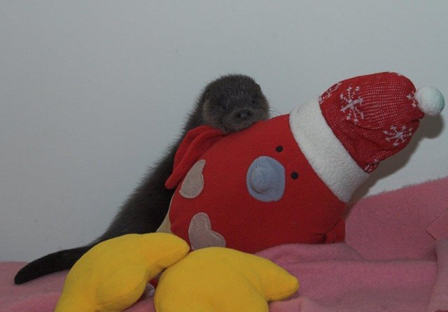 otter-3