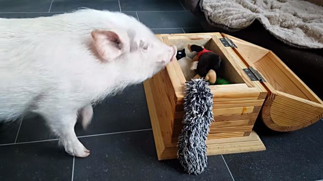 piggy2