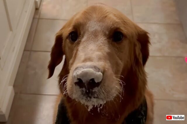 「いったい何をやらかしたの？」鼻先を白くした愛犬、神妙な顔で証拠を隠そうとする