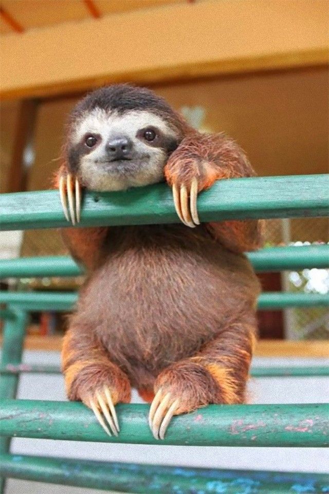 sloth_e
