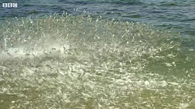 lemonsharks5