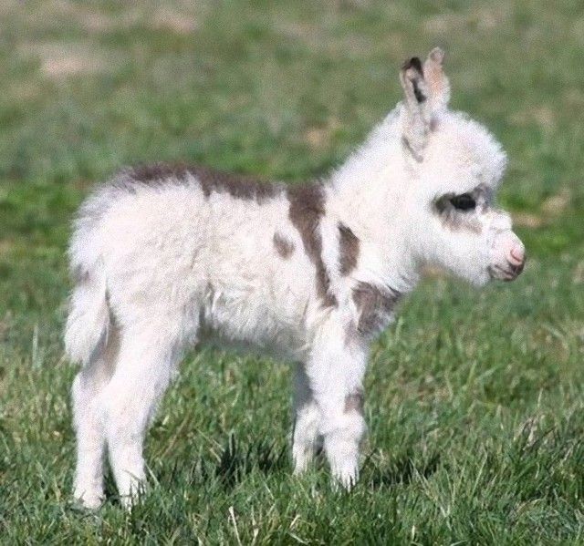 donkey2_e