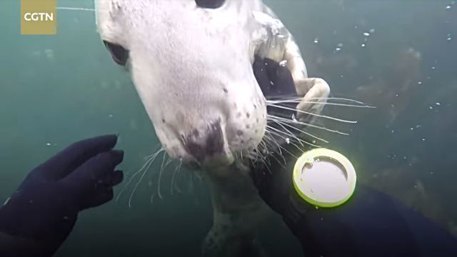 friendlyseal0