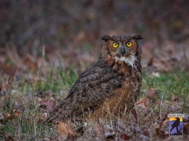 「ここに何かいる！」犬がミミズクの窮地を救う？散歩中の愛犬が落ち葉の山の下で見つけたものとは