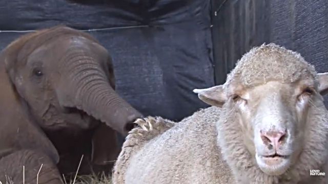 sheepnelephant8
