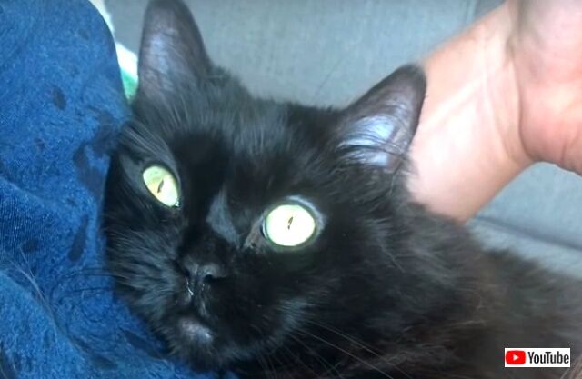purecatlove0_640