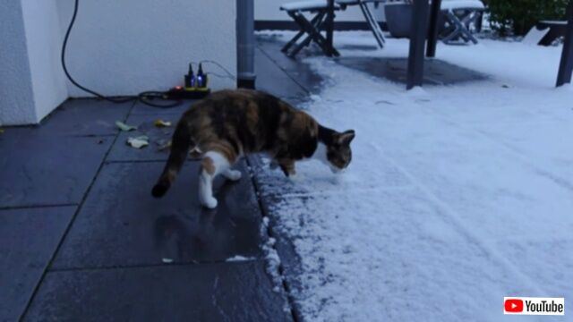 生まれて初めて触れる雪におっかなびっくりな愛猫、「白い？冷たい？ちょっと寒い！」と戸惑ってしまう