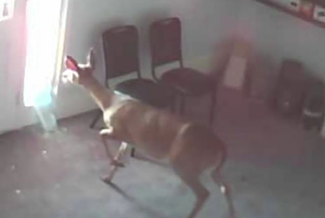 deerdoor3
