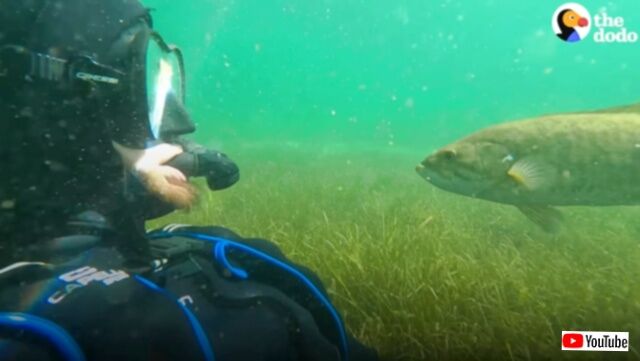 「このニンゲンは誰にも渡さない！」世界は魔法で溢れてる？湖で出会った魚に懐かれ過ぎた男性の話