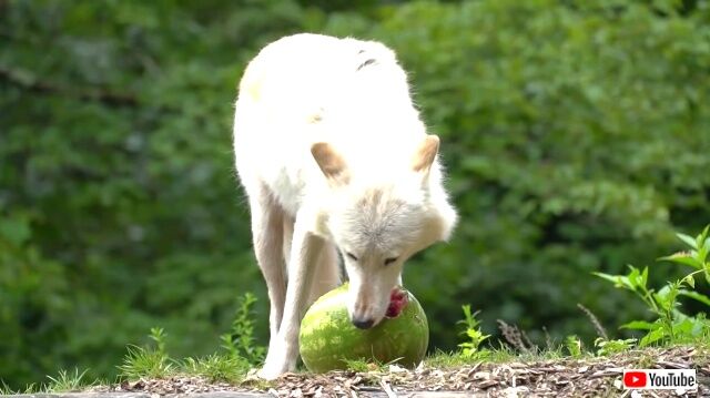 wolveslovewatermelon1_640